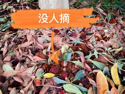 廠里的楊梅熟了，歡迎朋友們來品嘗